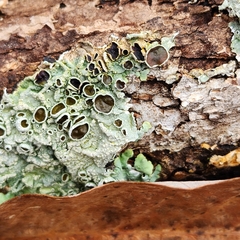 Crespoa crozalsiana