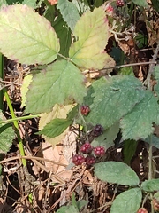 Rubus ulmifolius