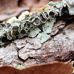 Crespoa crozalsiana