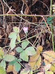 Rubus ulmifolius