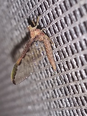 Callibaetis floridanus
