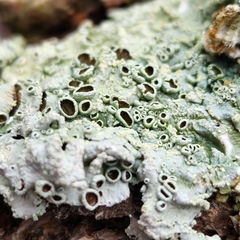 Crespoa crozalsiana