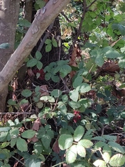 Rubus ulmifolius