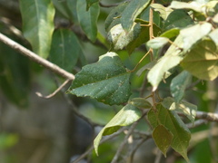Mallotus repandus
