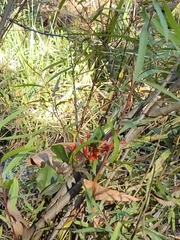 Tristerix corymbosus