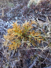 Aciphylla hookeri