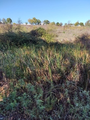 Typha angustifolia