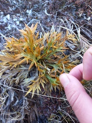 Aciphylla hookeri