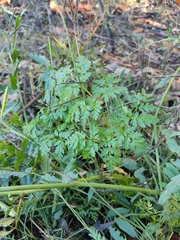 Conium maculatum