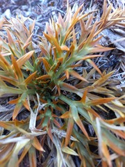 Aciphylla hookeri