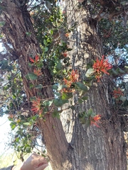 Tristerix corymbosus