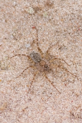 Allocosinae