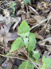 Mikania cordifolia