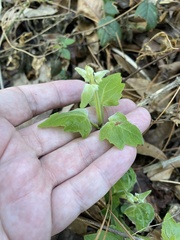 Mikania cordifolia