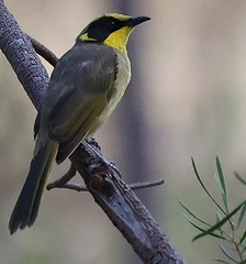 Lichenostomus melanops