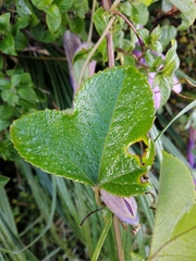 Passiflora cumbalensis