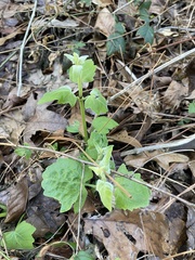Mikania cordifolia