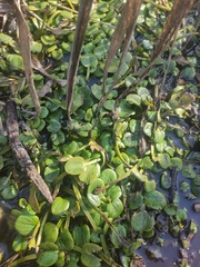 Limnobium laevigatum
