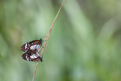 Danaus affinis affinis