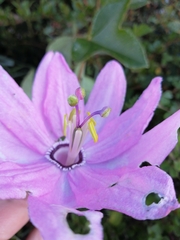 Passiflora cumbalensis