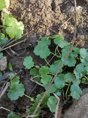 Hydrocotyle ranunculoides