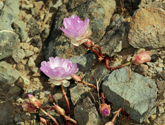 Lewisia rediviva