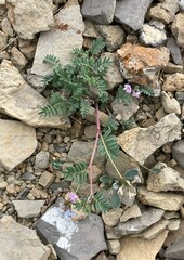 Astragalus vexilliflexus