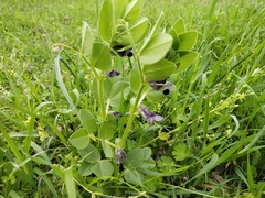 Vicia narbonensis