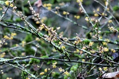 Hamamelis mollis