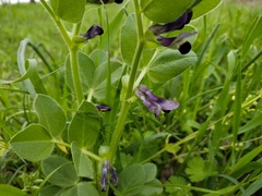 Vicia narbonensis