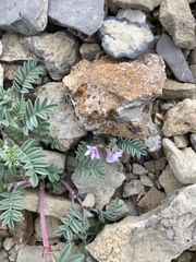 Astragalus vexilliflexus