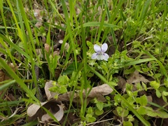 Viola alba