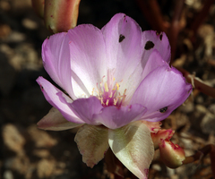 Lewisia rediviva