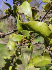Tristerix corymbosus