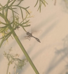 Dioprosopa clavata