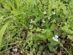 Viola alba