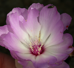 Lewisia rediviva