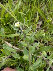 Nonea lutea