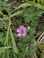 Geranium albanum