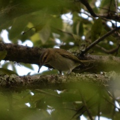 Vireo altiloquus