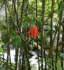 Erythrina rubrinervia