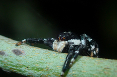 Phiale guttata