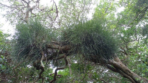 Ephedra tweedieana (Ephedra tweedieana)