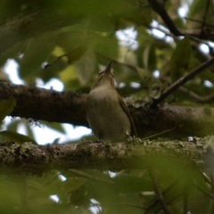 Vireo altiloquus