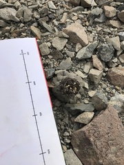 Notothlaspi rosulatum