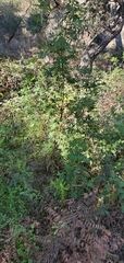 Lupinus arboreus