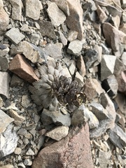 Notothlaspi rosulatum