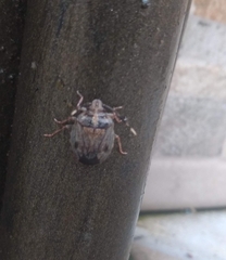 Antiteuchus