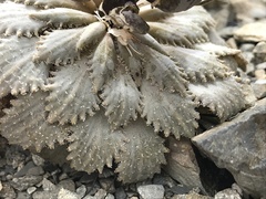 Notothlaspi rosulatum