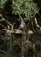 Artibeus jamaicensis